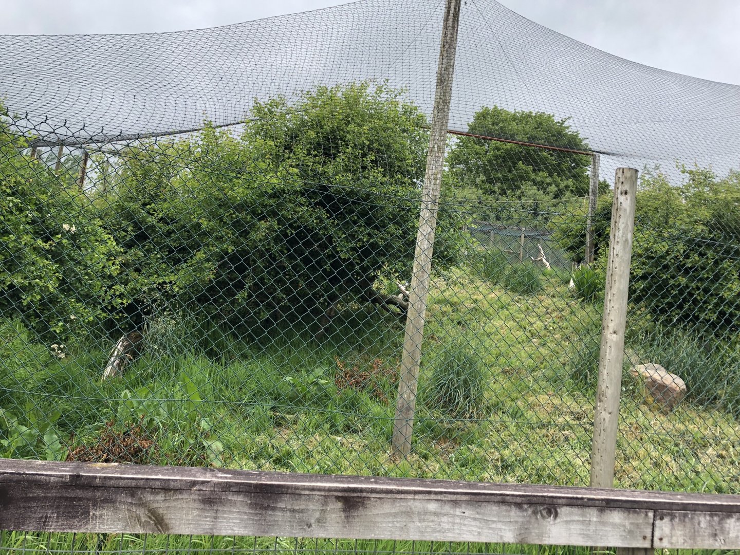 Serval Enclosure at Lake District Wildlife Park (May 2019)