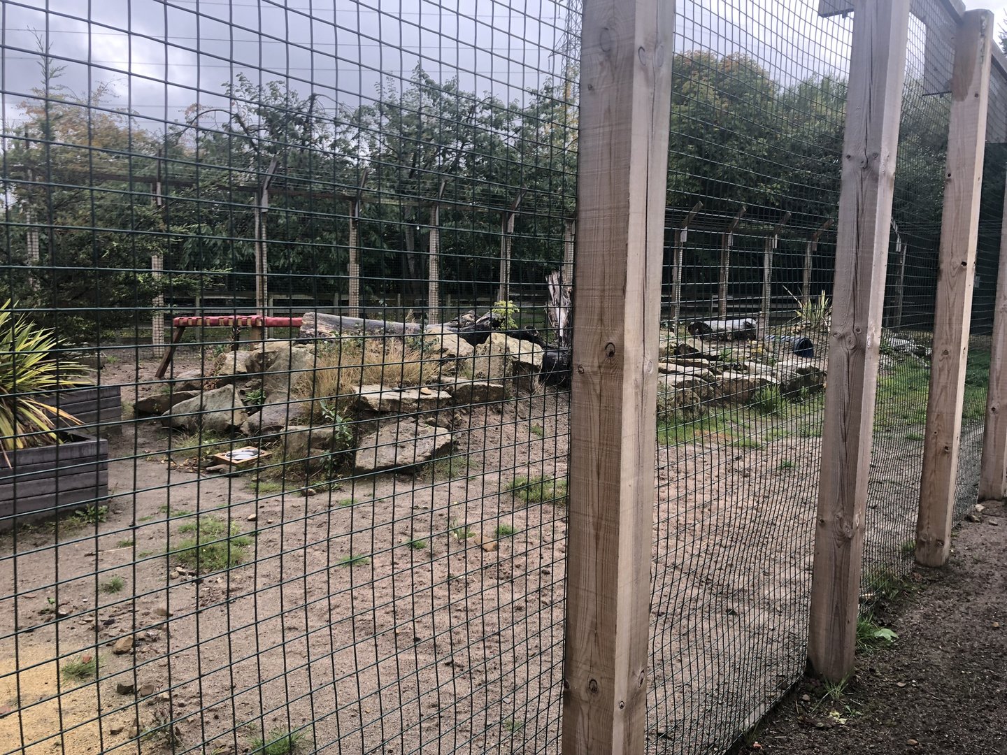 Serval Enclosure at Ponderosa Zoo (2022)