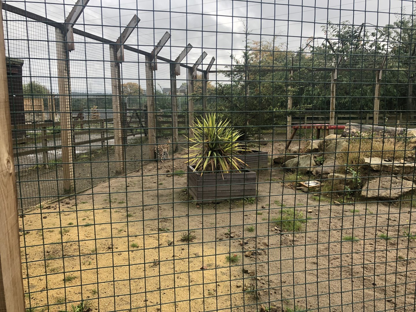 Serval Enclosure at Ponderosa Zoo (October 2022)