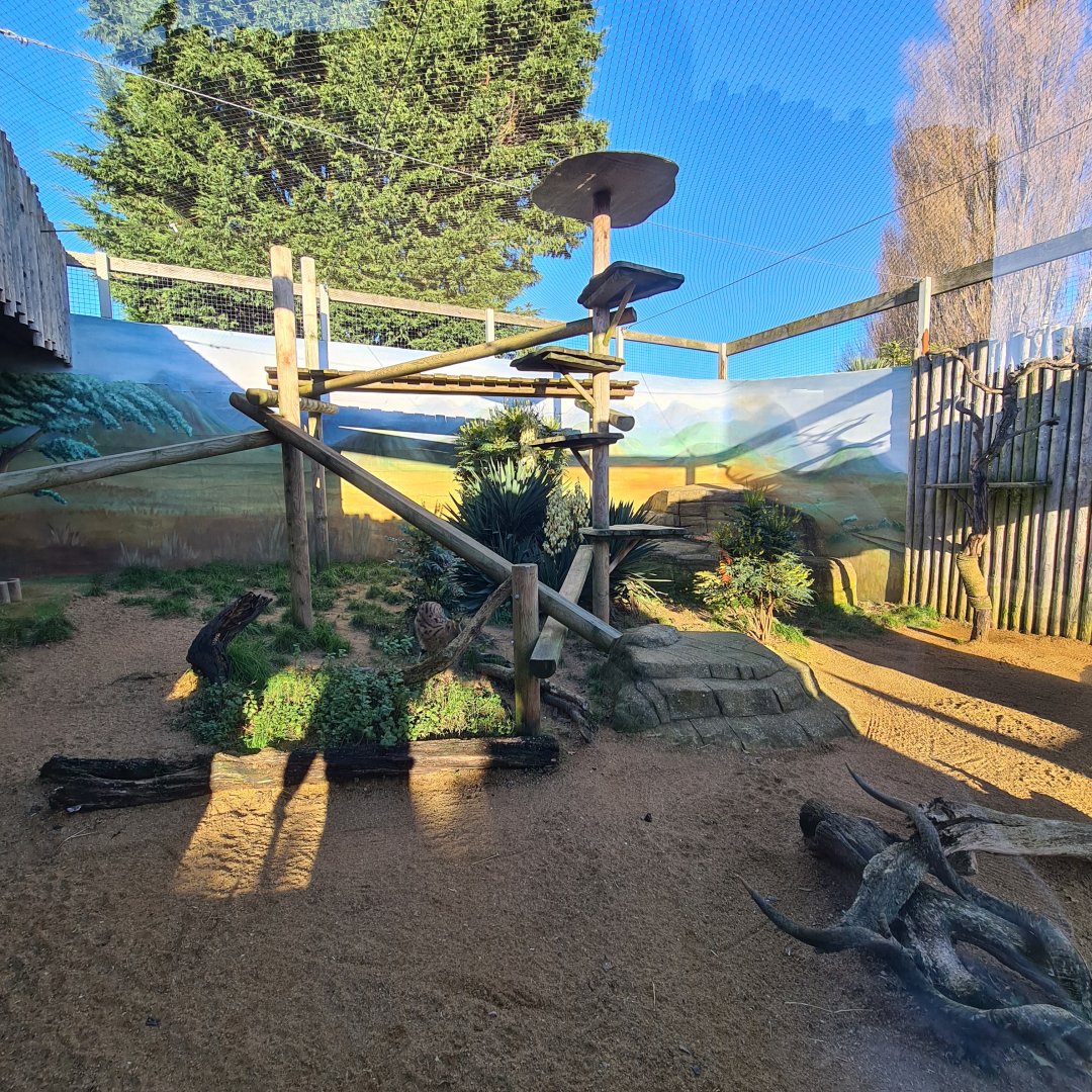 Serval Enclosure, Drusillas Park