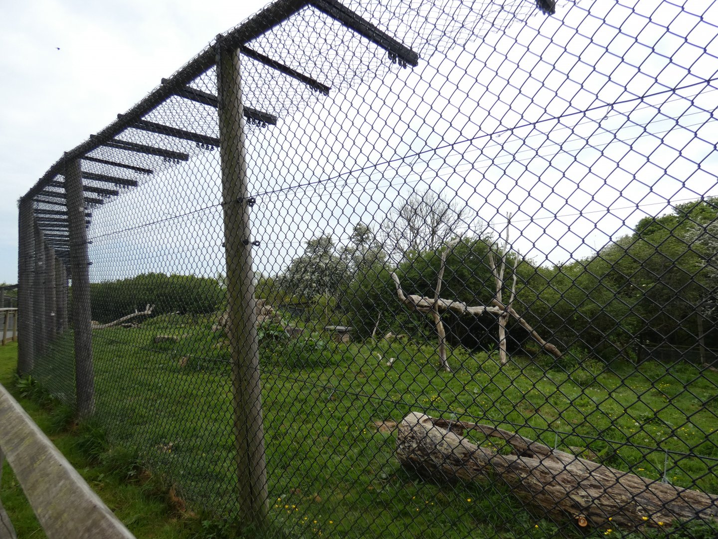 Serval enclosure (Former Scottish wildcat)
