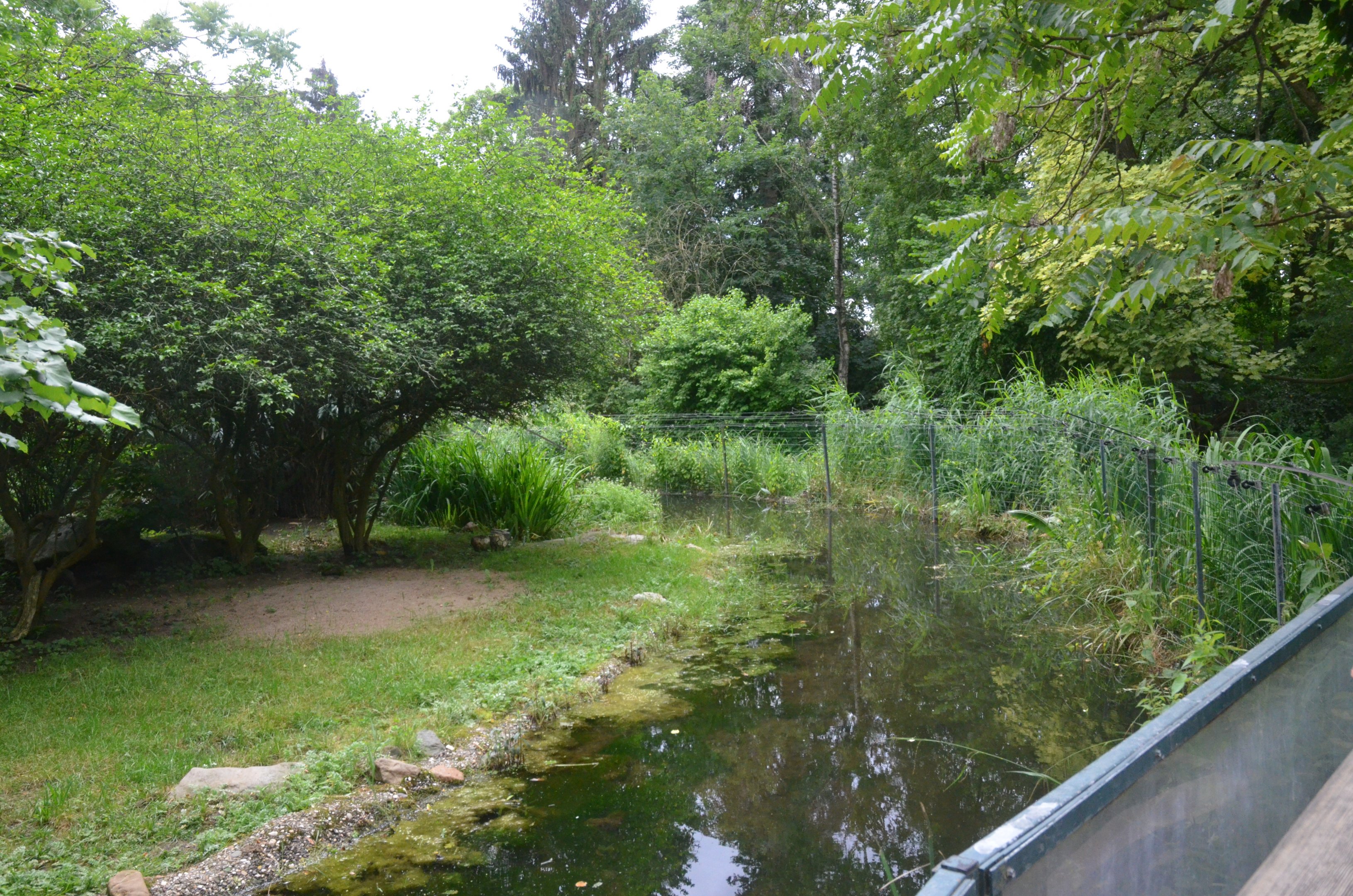 Serval Enclosure with Moat at Krefeld, 15/06/19