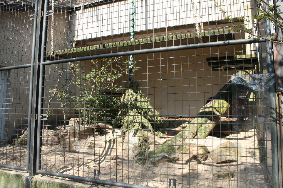 Serval enclosure