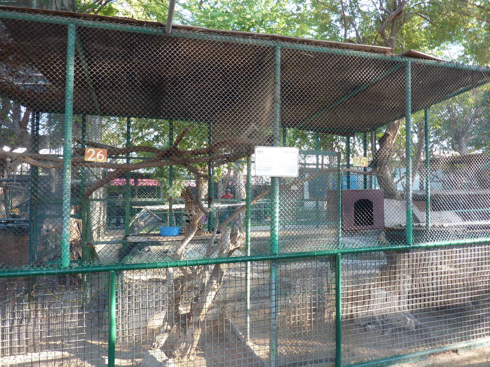 Serval enclosure