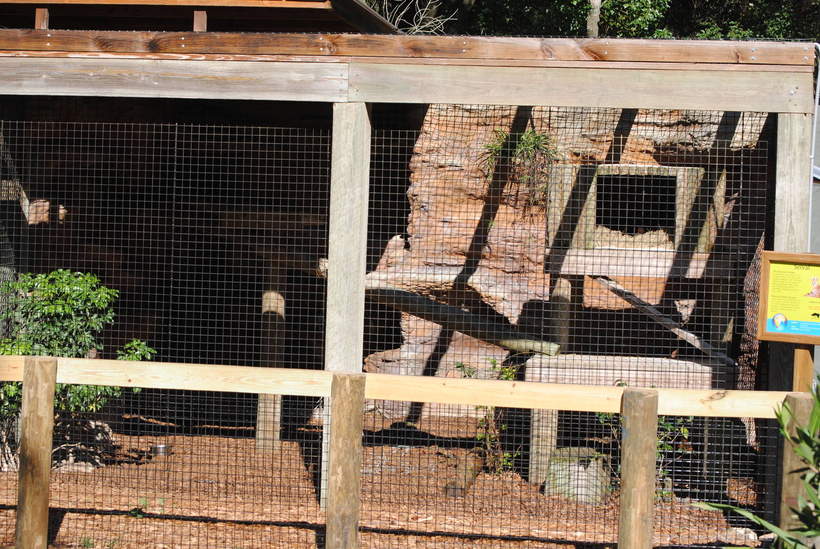 Serval Enclosure