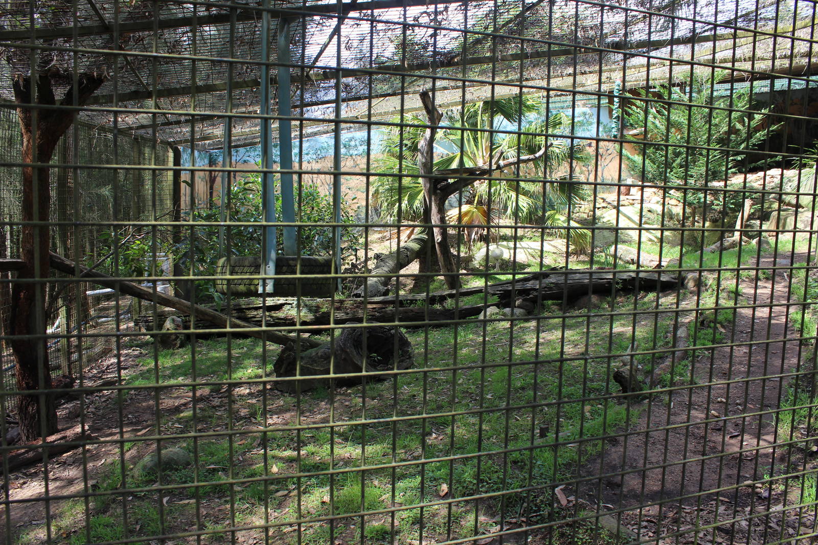 Serval enclosure
