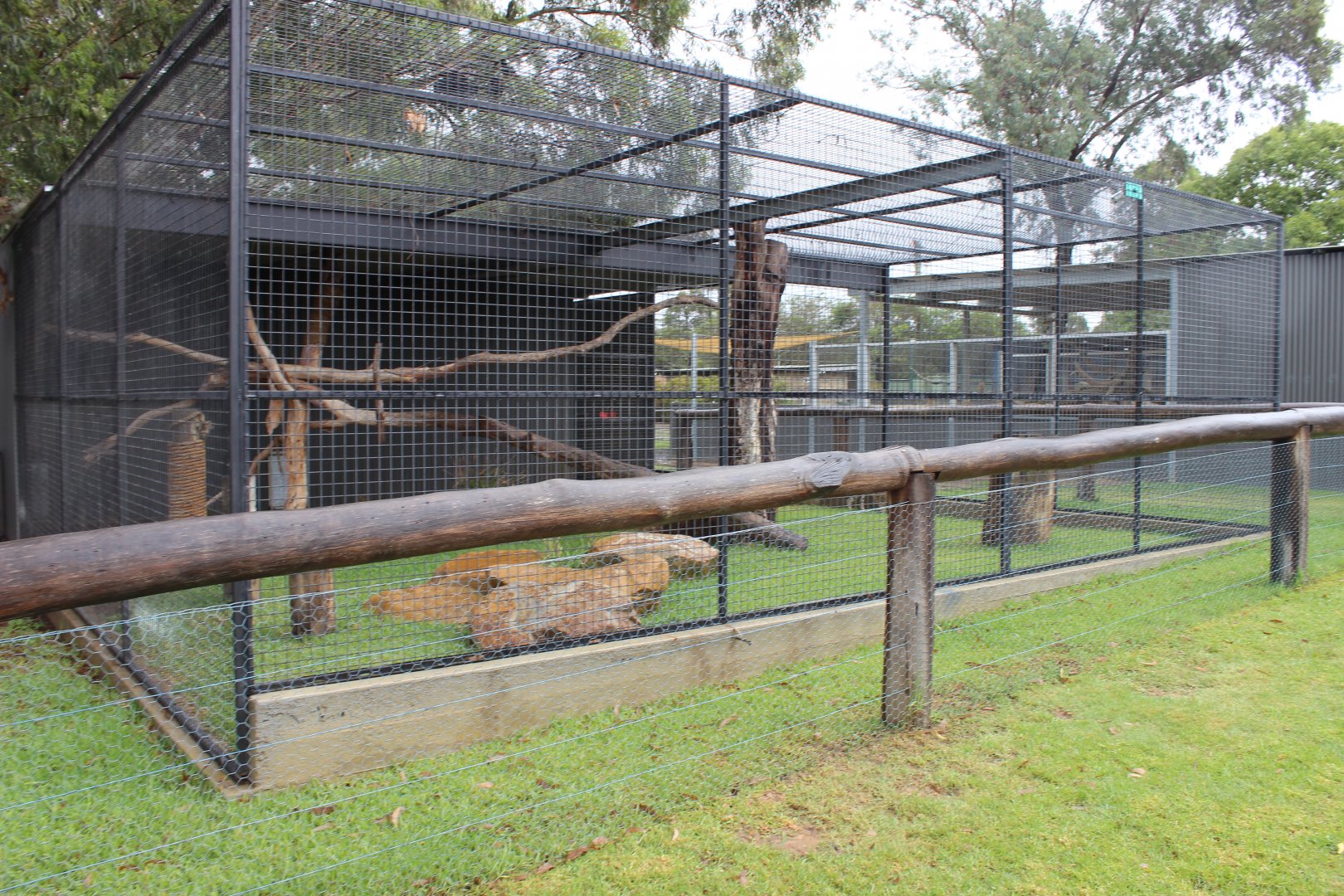 Serval enclosure