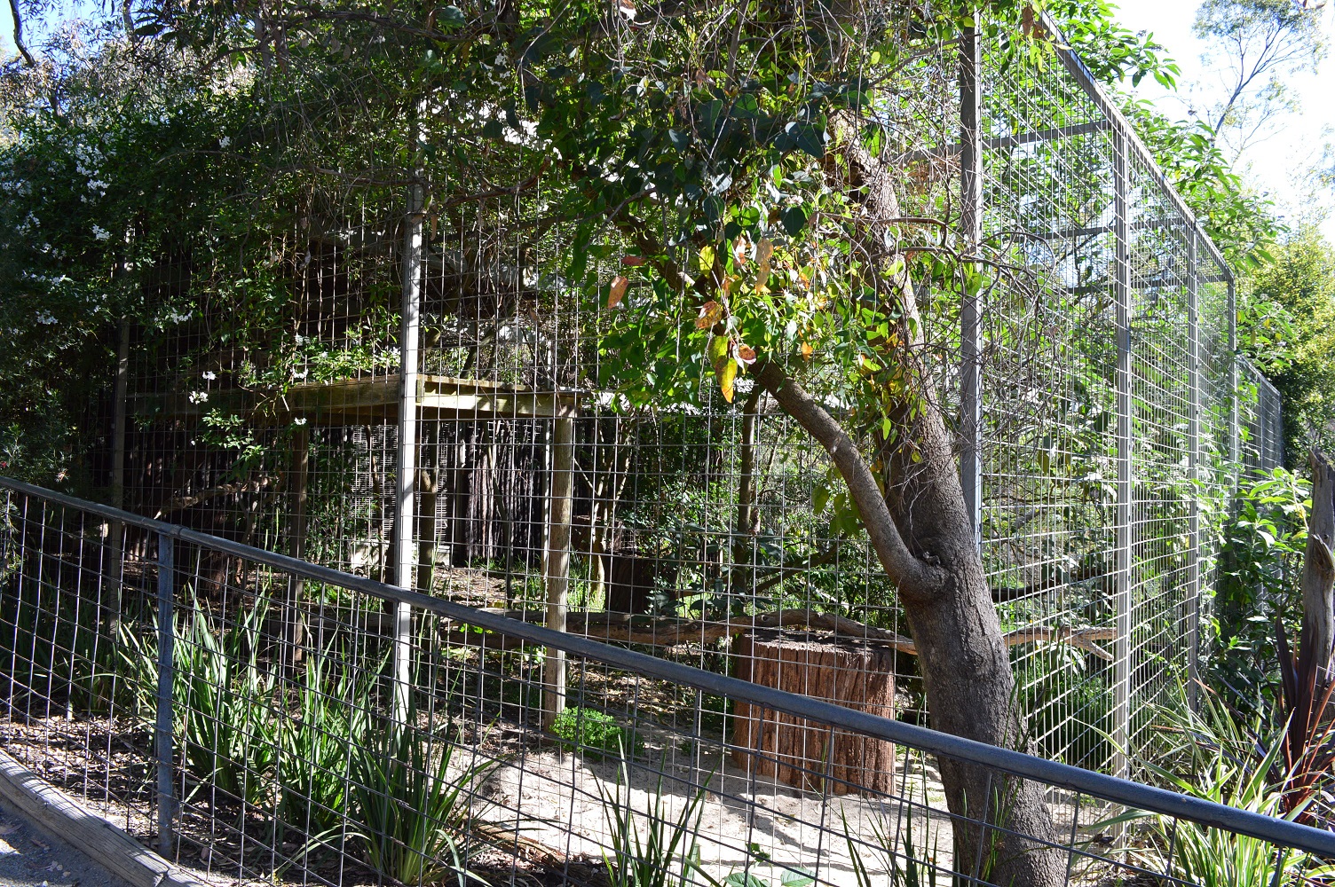 Serval Enclosure
