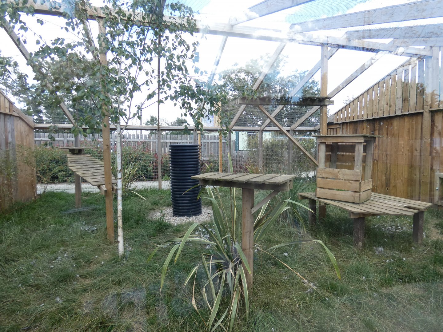 Serval enclosure