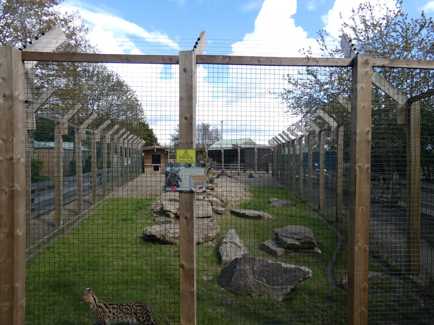 Serval enclosure