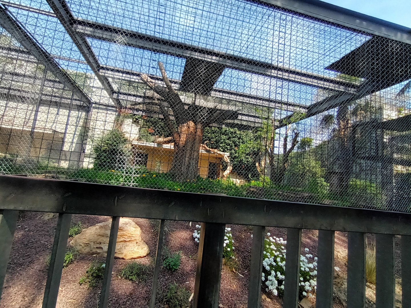Serval Enclosure