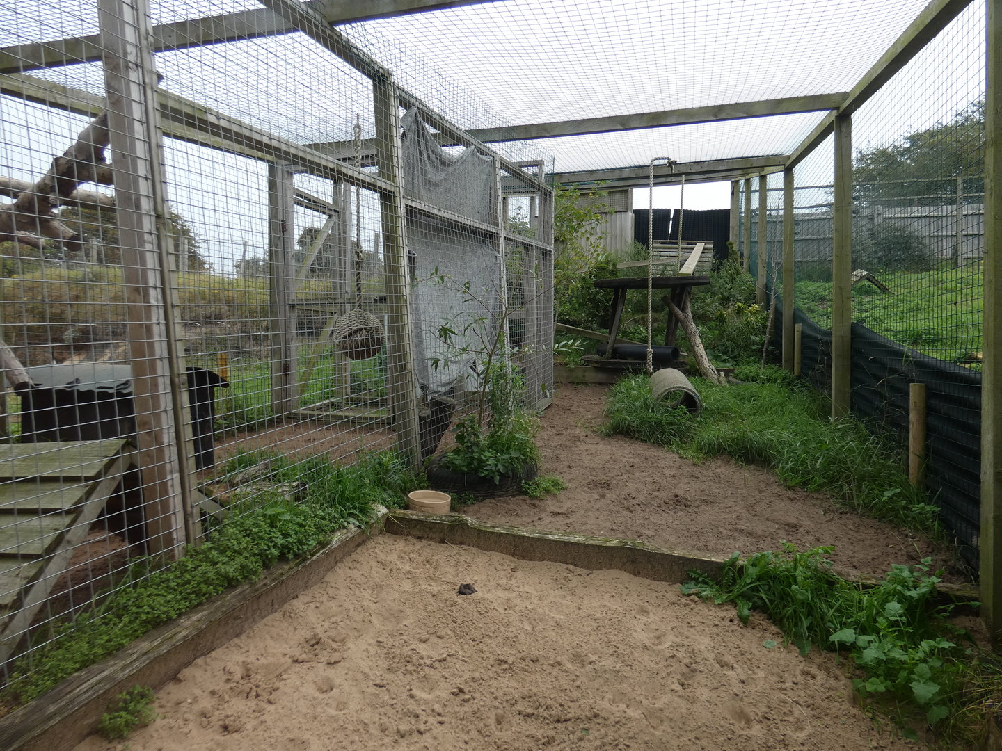 Serval enclosure