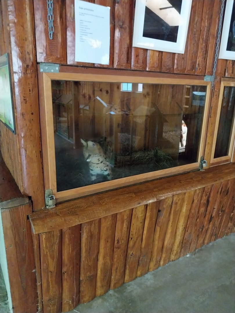 Serval enclosure