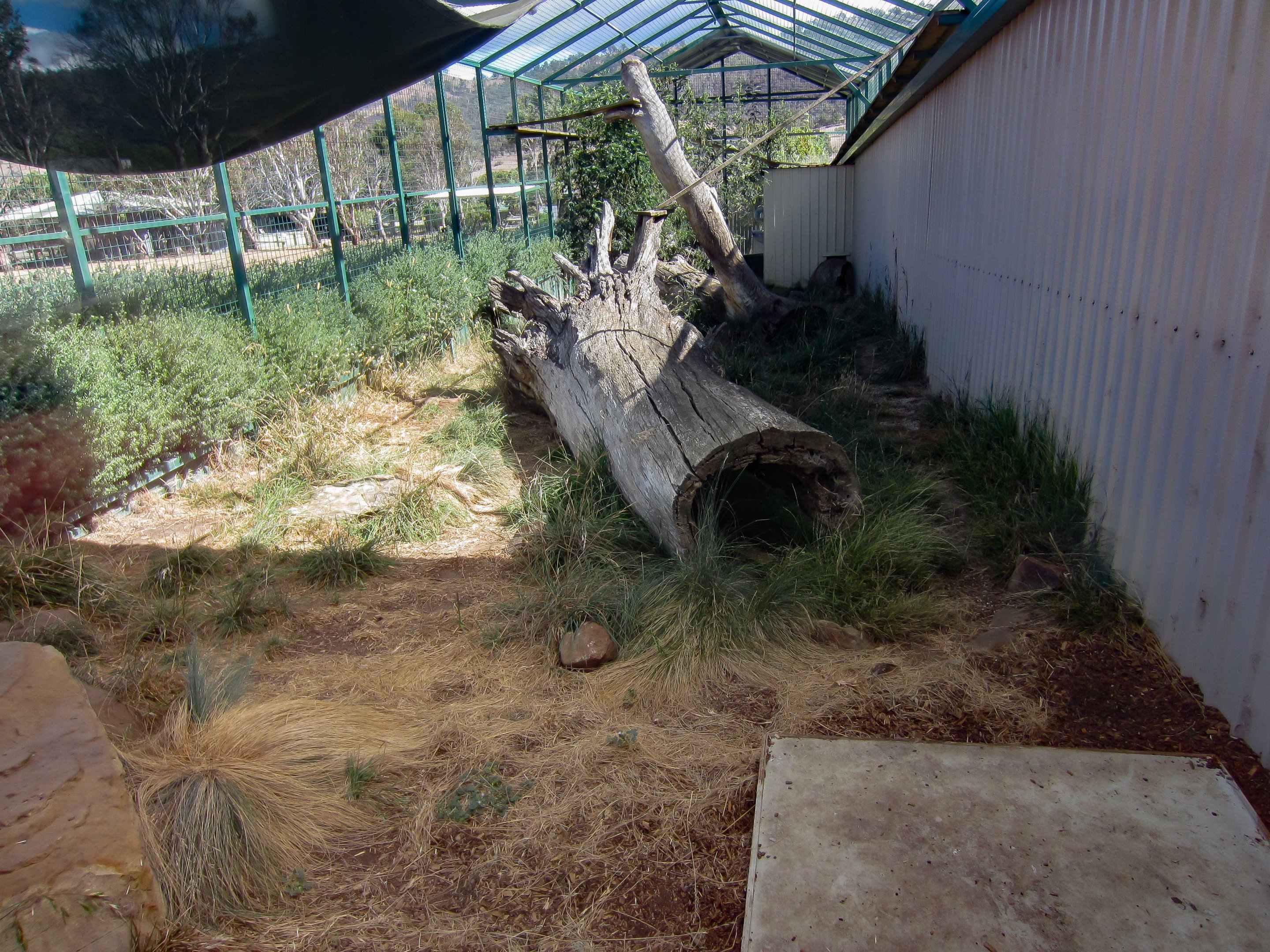 Serval enclosure