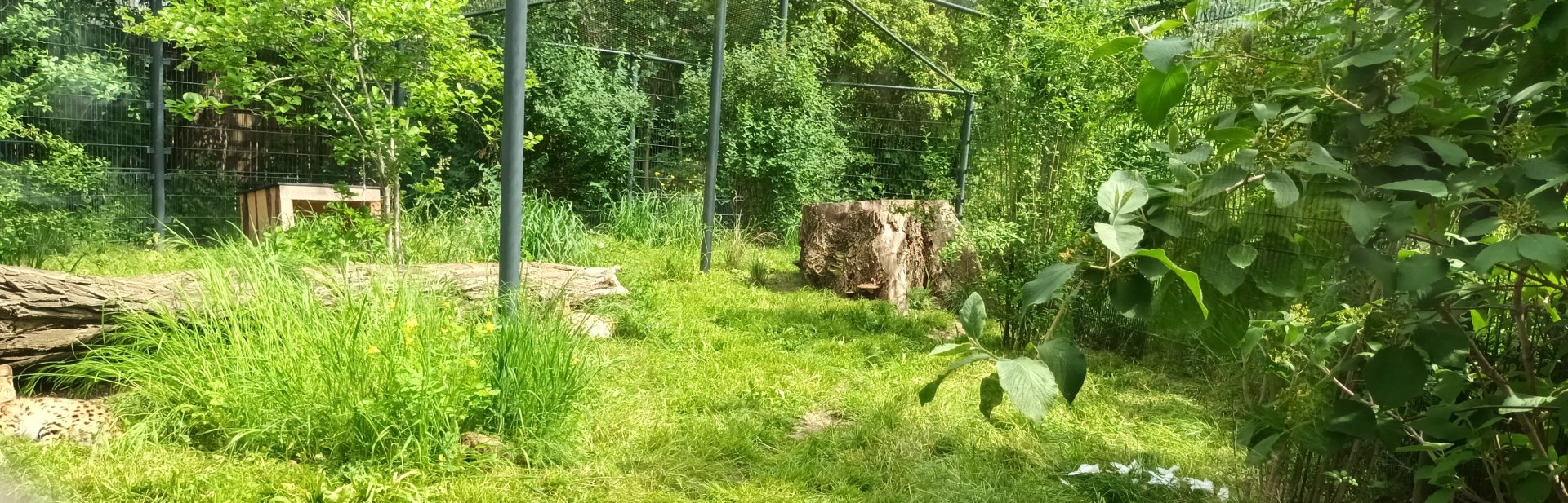 Serval Enclosure