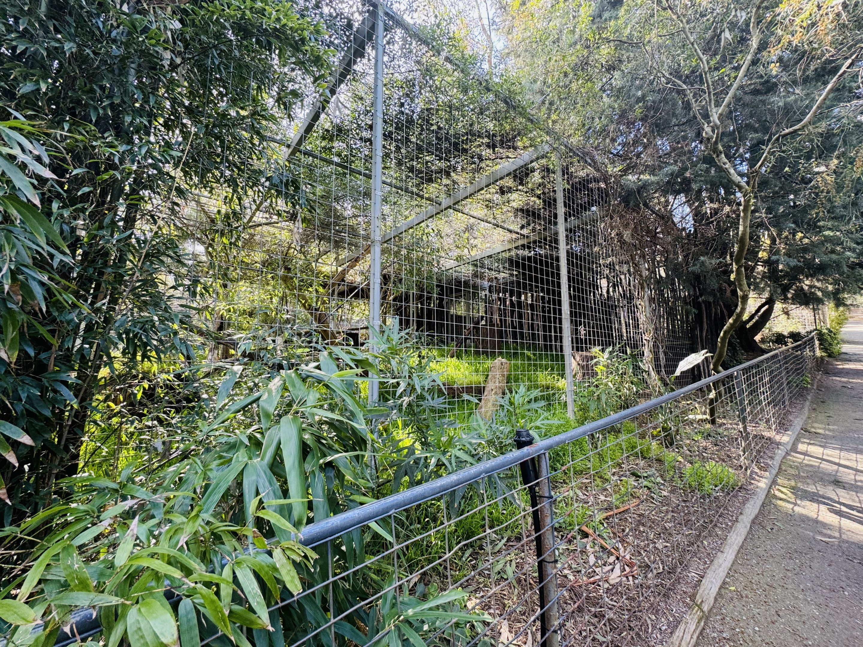 Serval enclosure