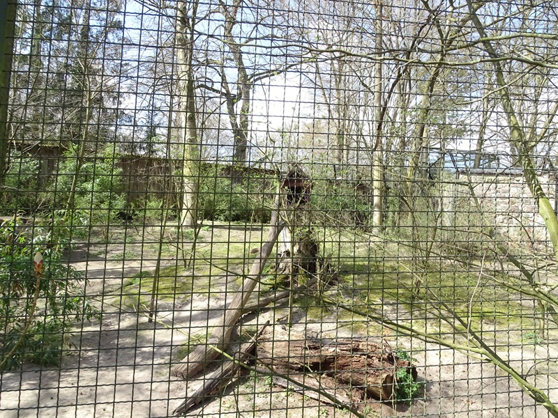 Serval enclosure