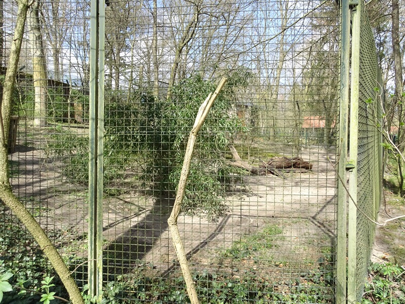 Serval enclosure