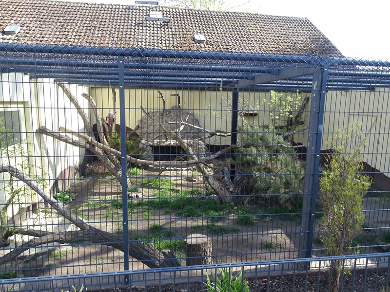 Serval enclosure
