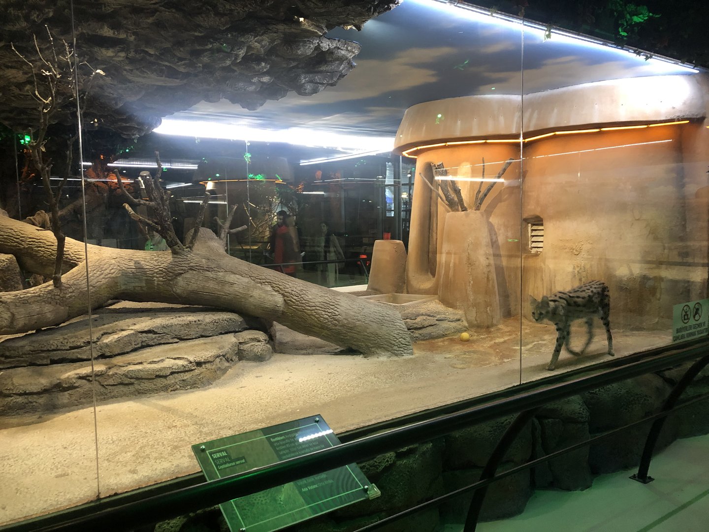 Serval Enclosures at Aqua Vega