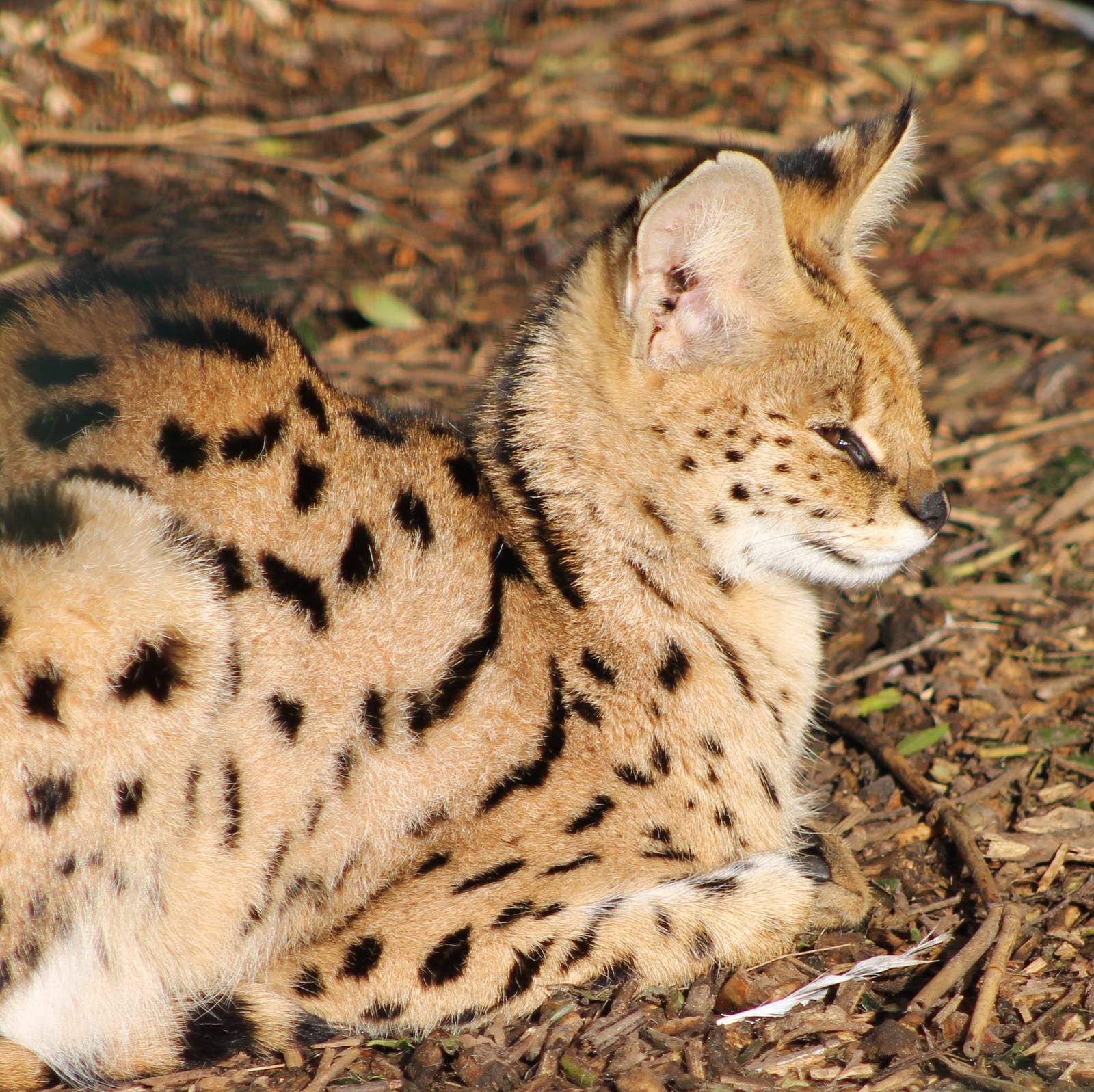 serval enjoying the sun