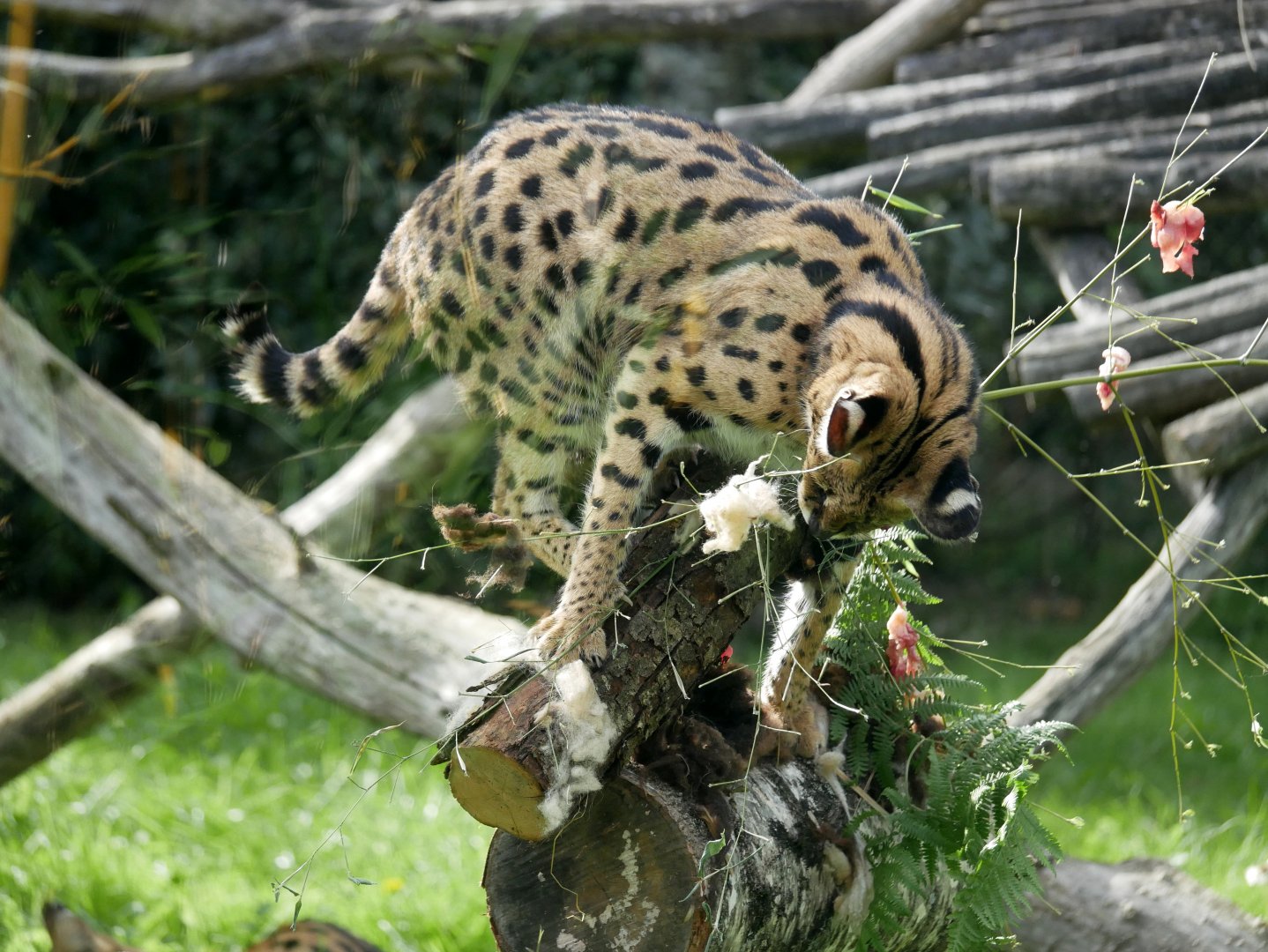 Serval enrichment