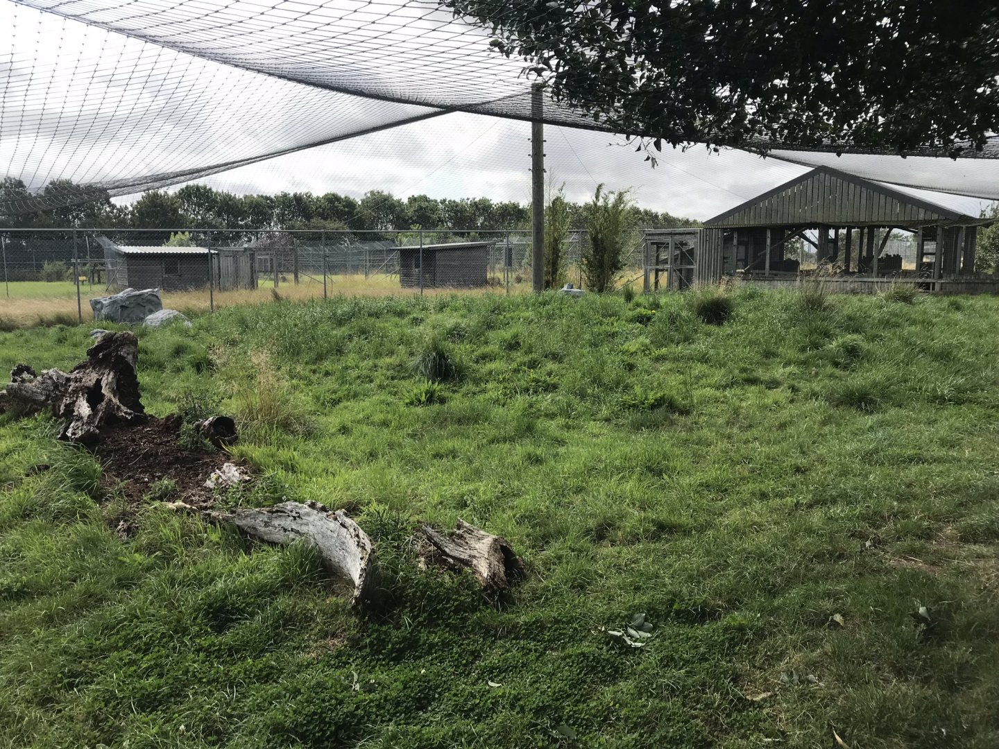 Serval exhibit 100819