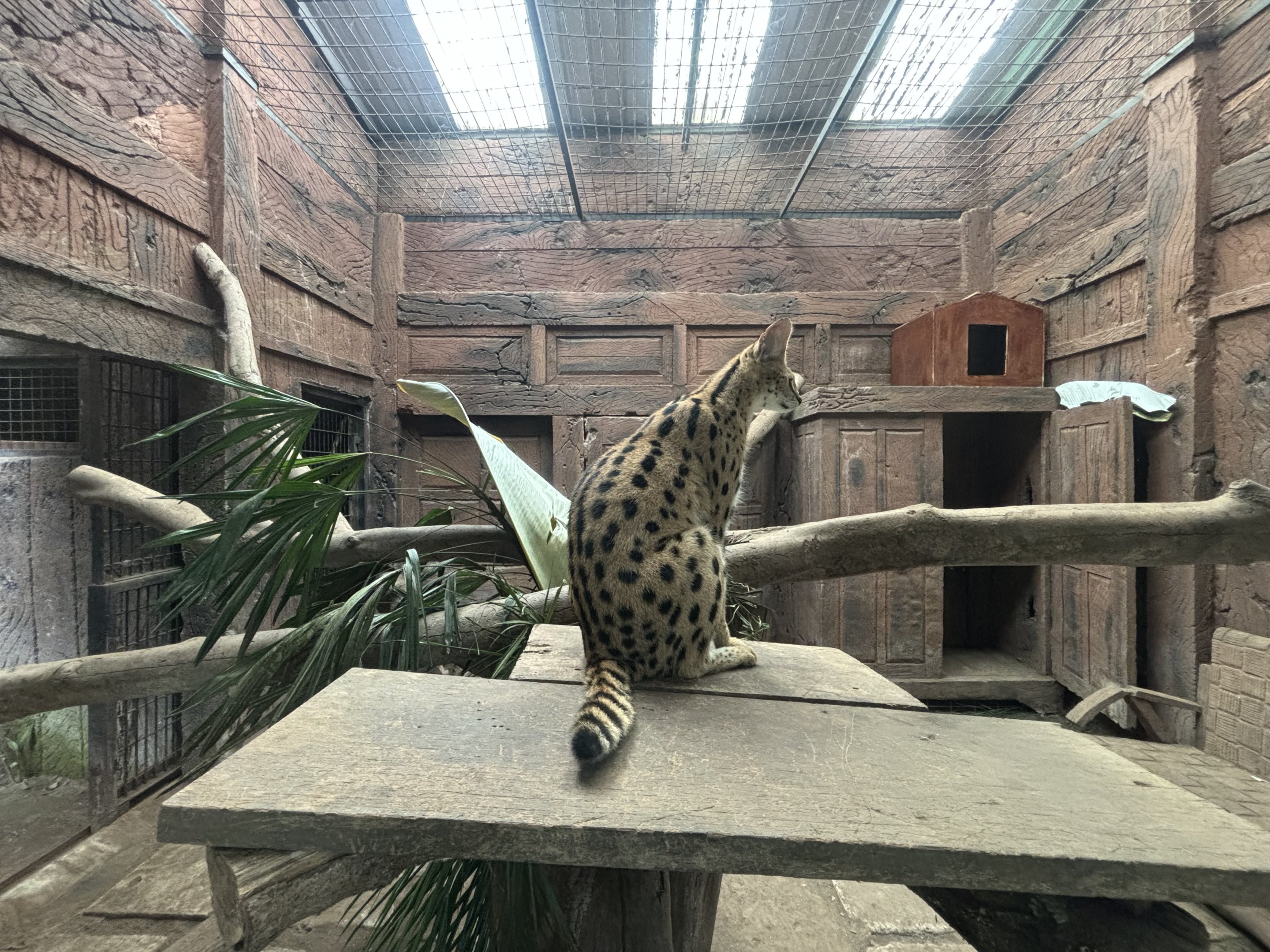 Serval Exhibit #2