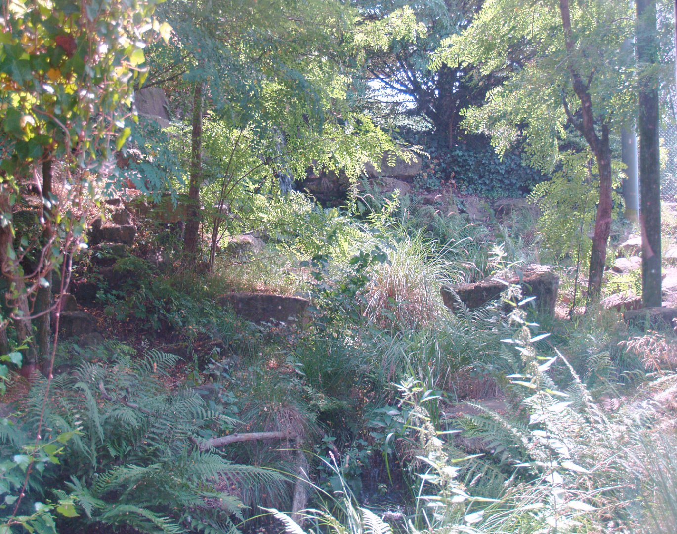 Serval exhibit, 2006-07-08