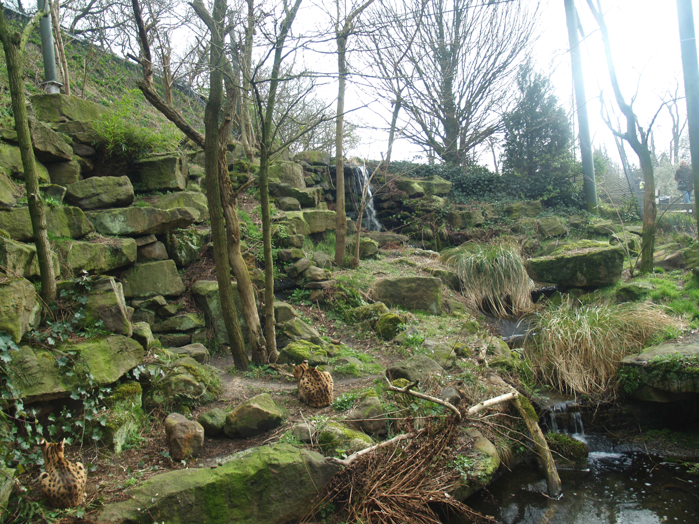 Serval exhibit, 2008-03-01
