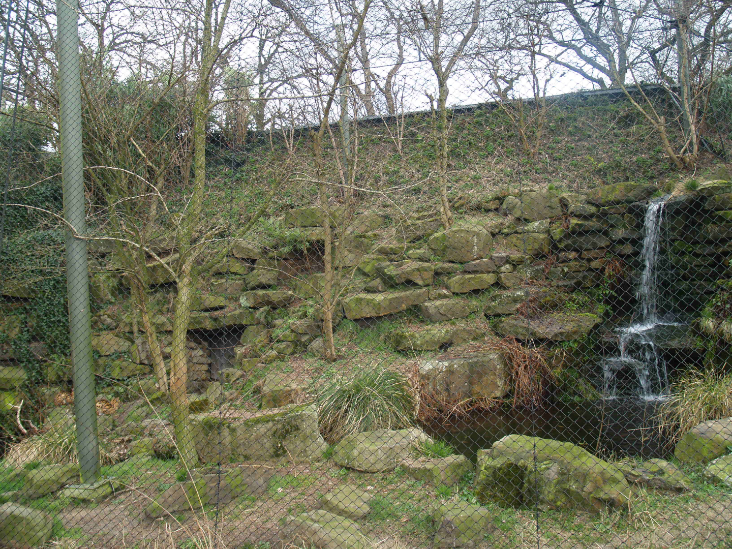 Serval exhibit, 2008-03-01