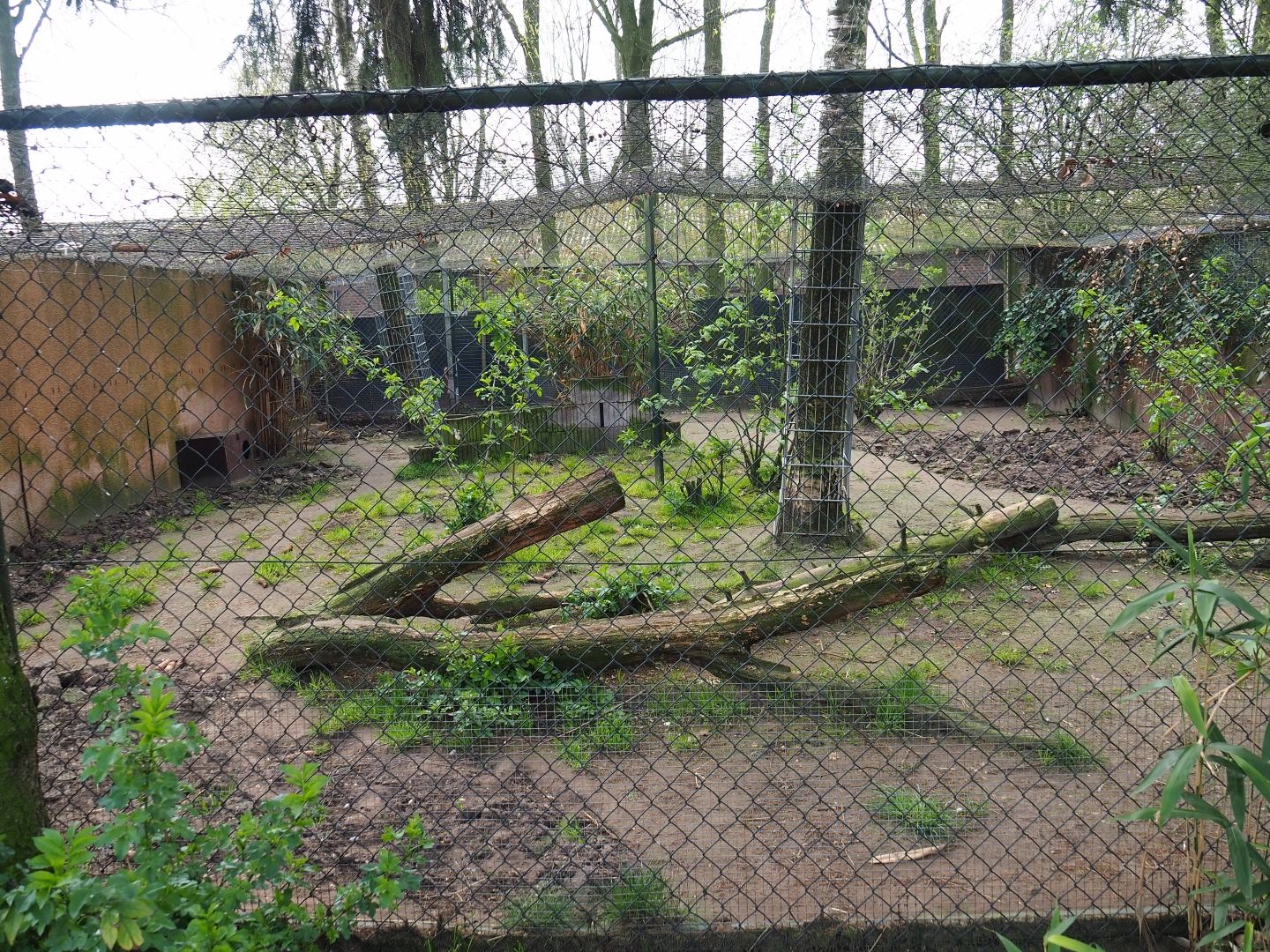 Serval exhibit, 2019-04-06