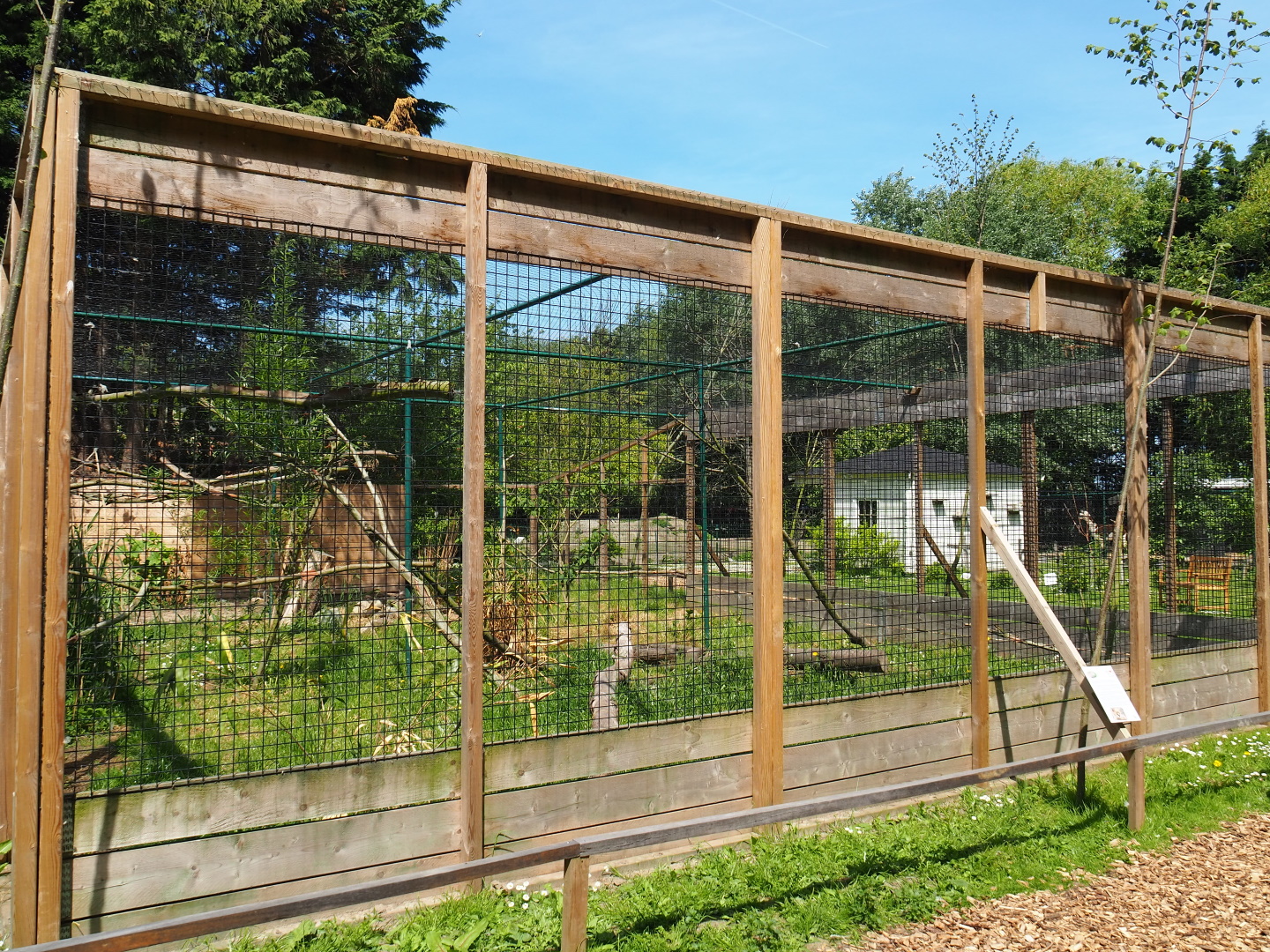 Serval exhibit, 2019-06-01