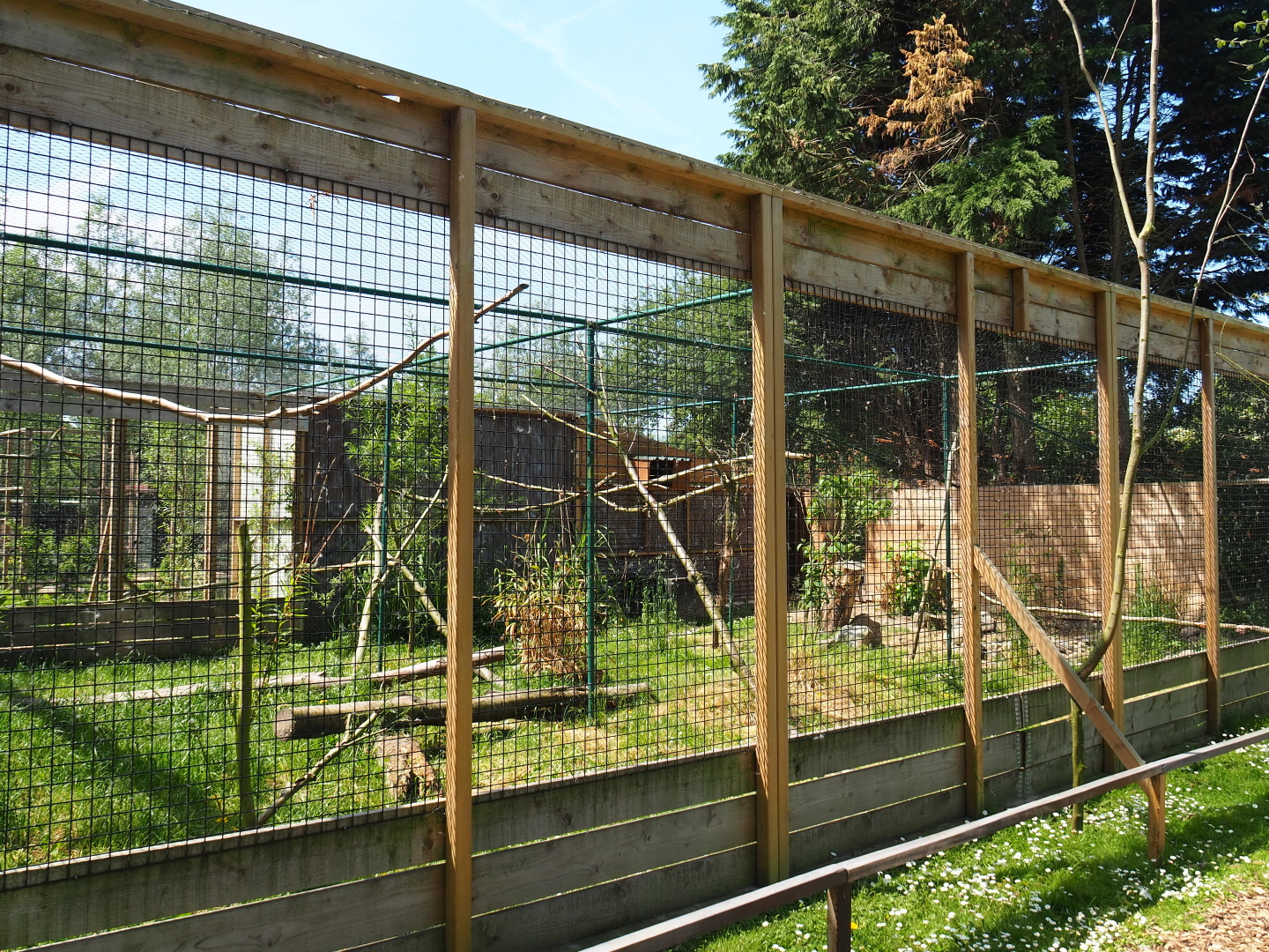 Serval exhibit, 2019-06-01