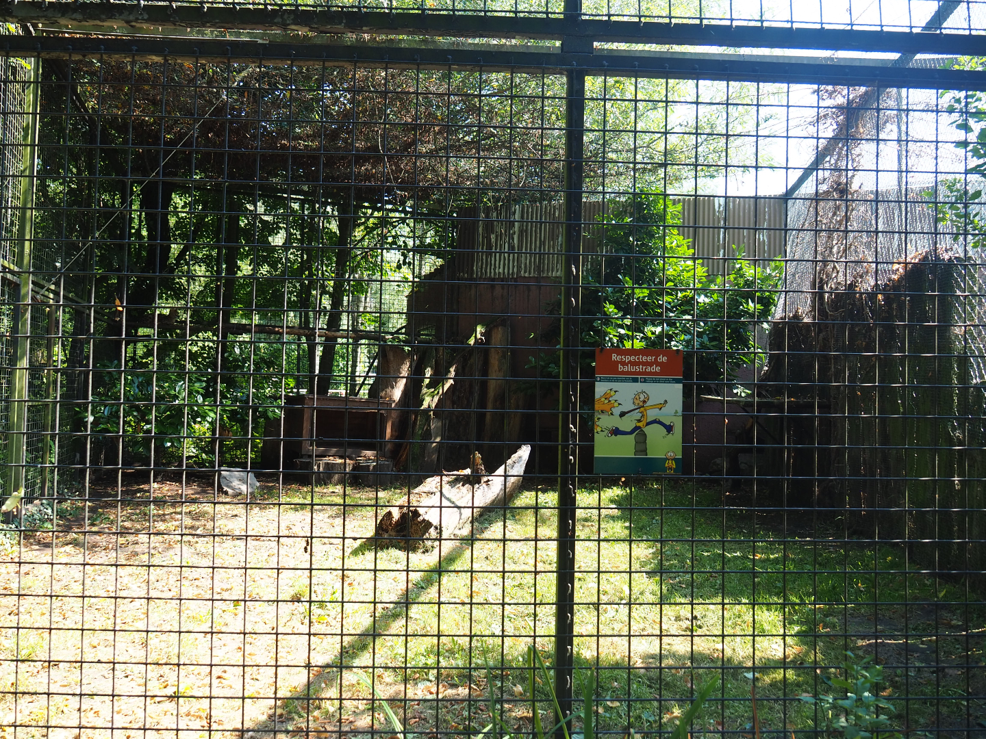 Serval exhibit, 2019-08-04