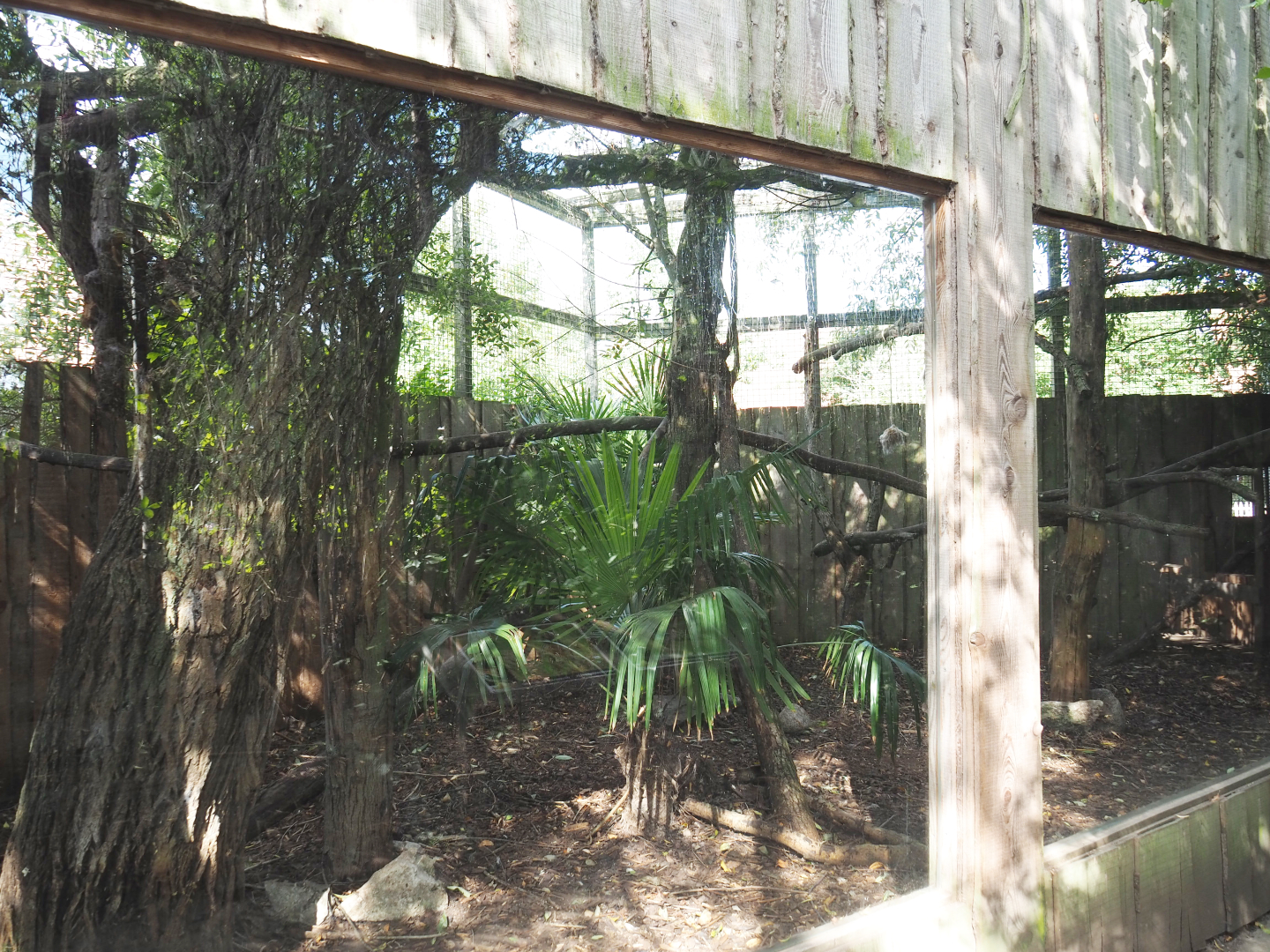 Serval exhibit, 2020-09-12