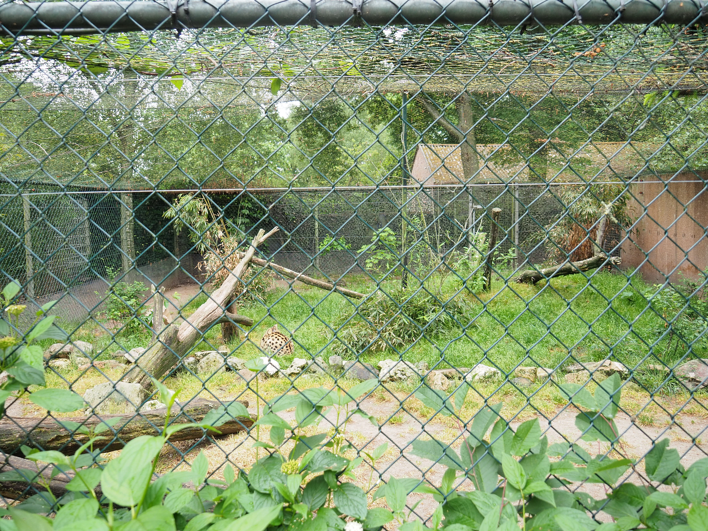 Serval exhibit, 2022-05-17