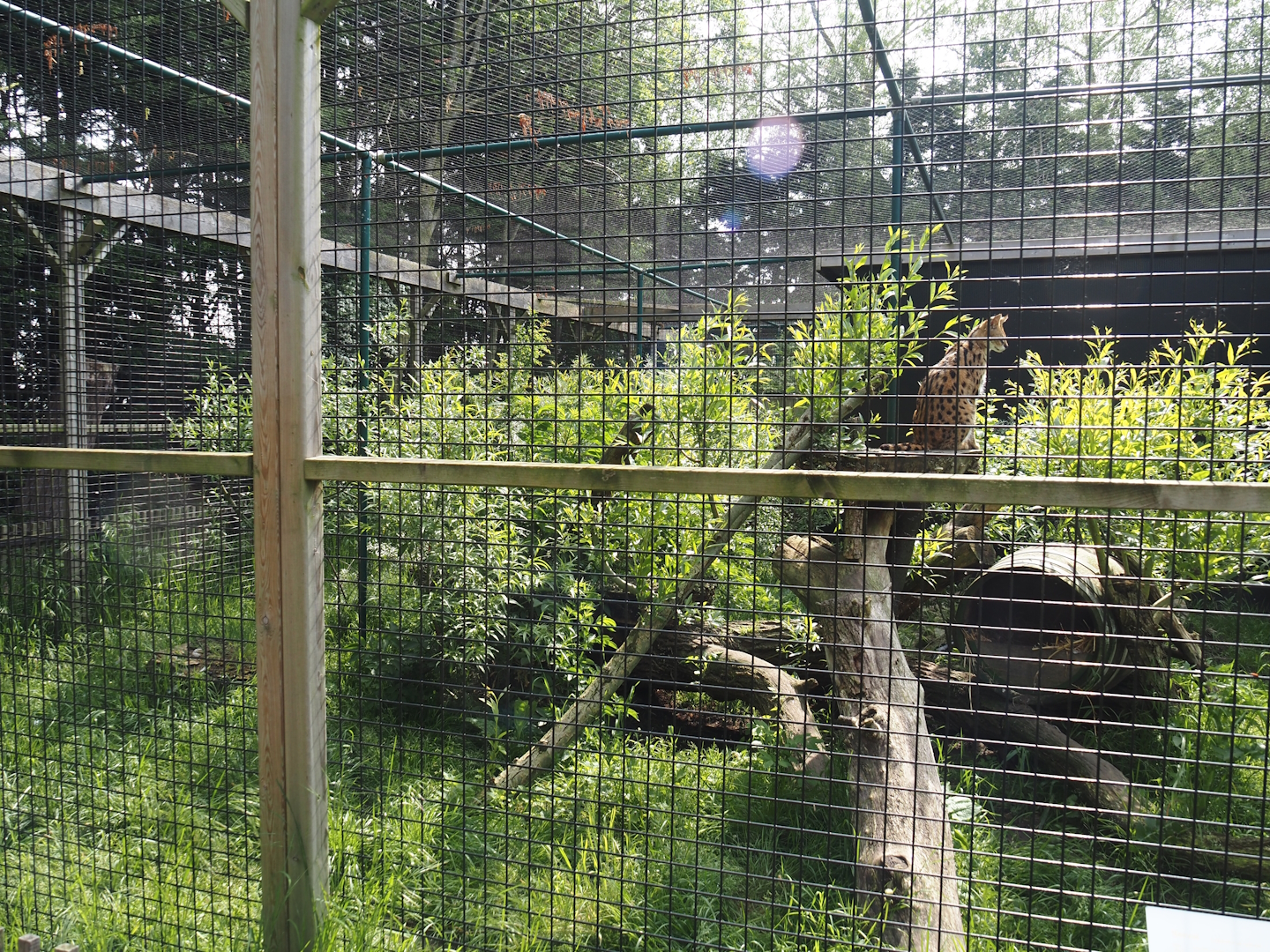 Serval exhibit, 2024-05-11