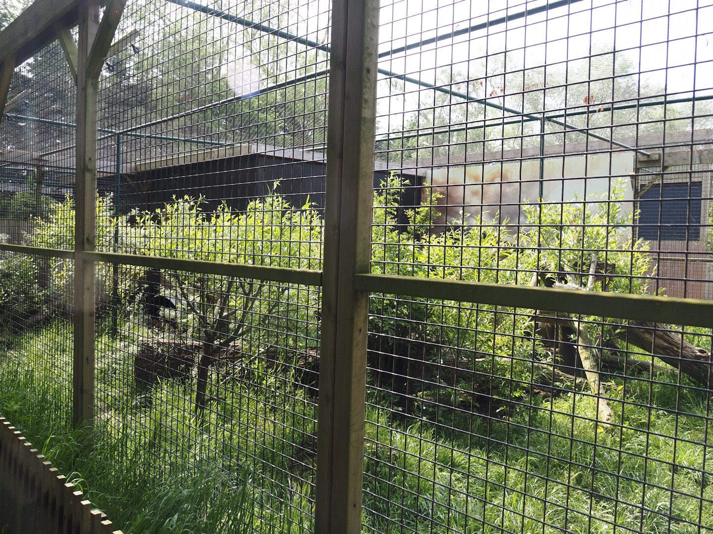 Serval exhibit, 2024-05-11