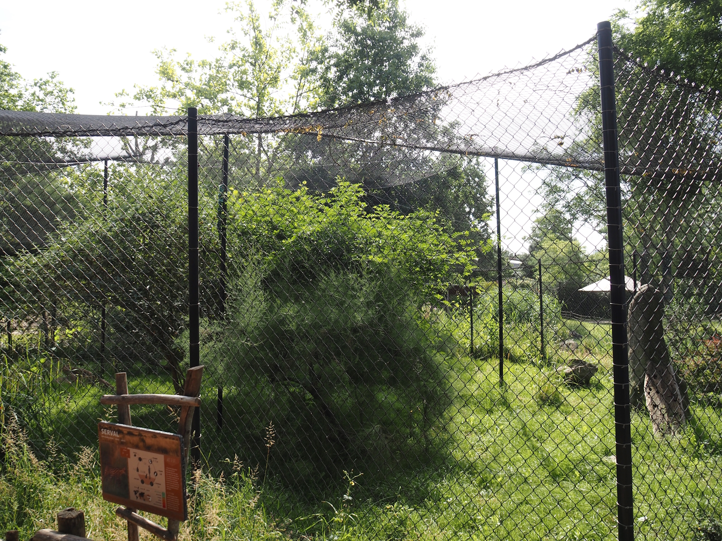 Serval exhibit, 2024-06-30