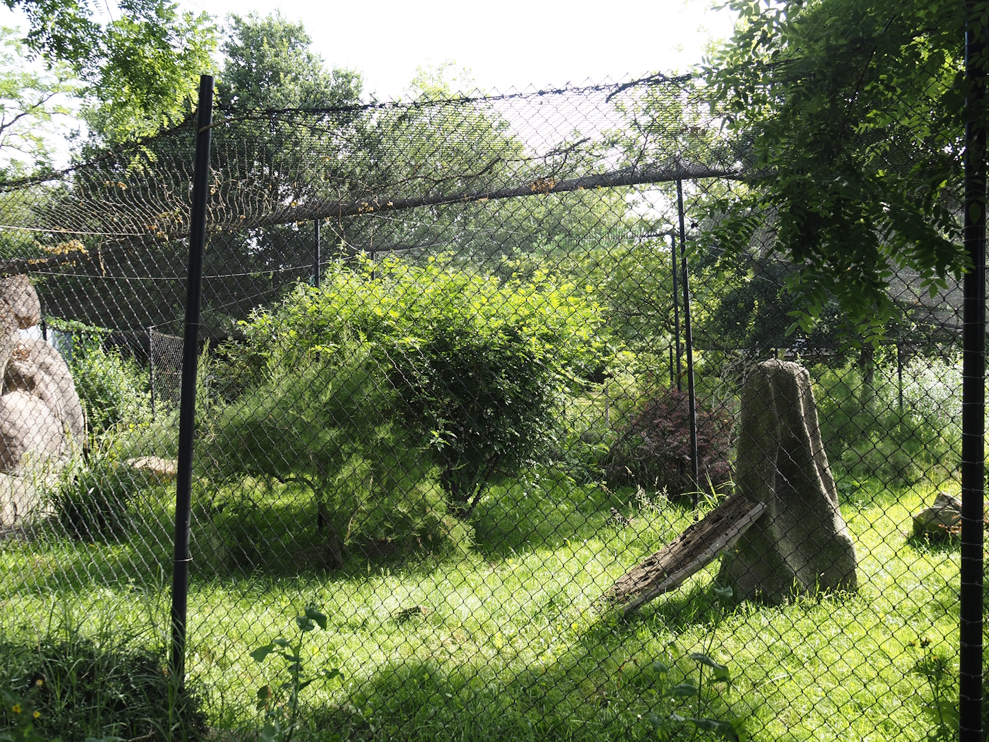 Serval exhibit, 2024-06-30