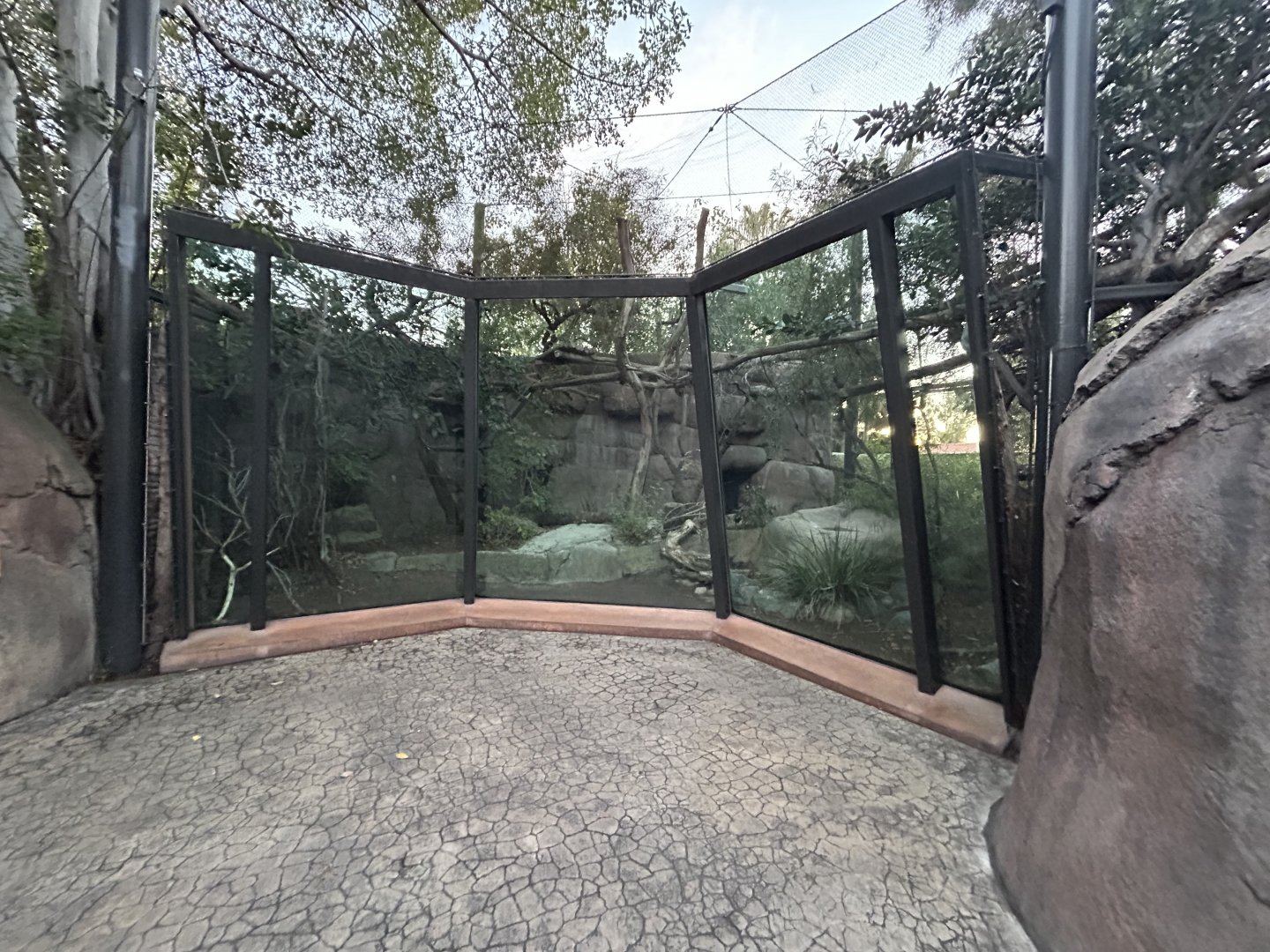 Serval Exhibit - Africa Rocks