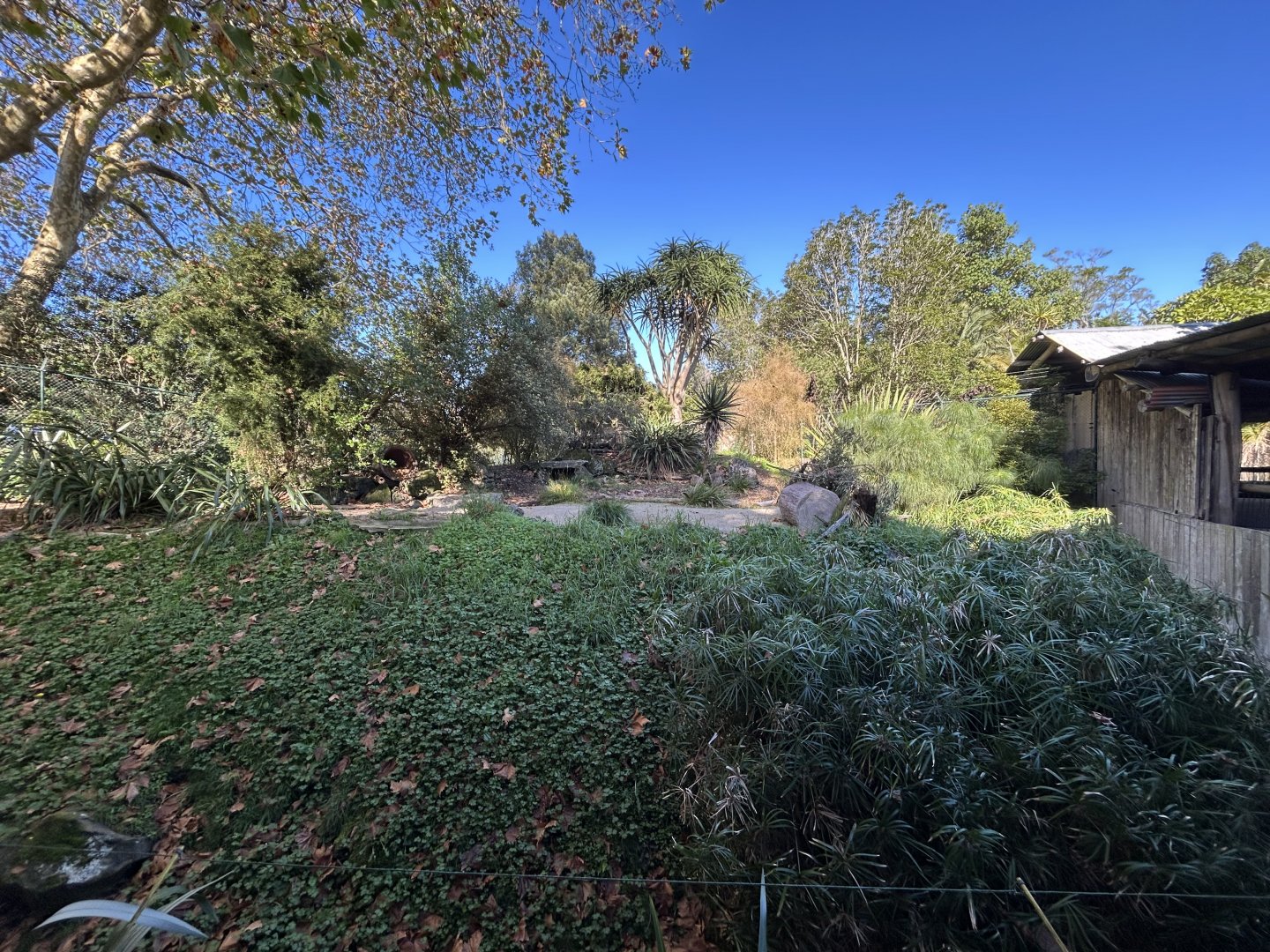 Serval Exhibit - African Safari Track