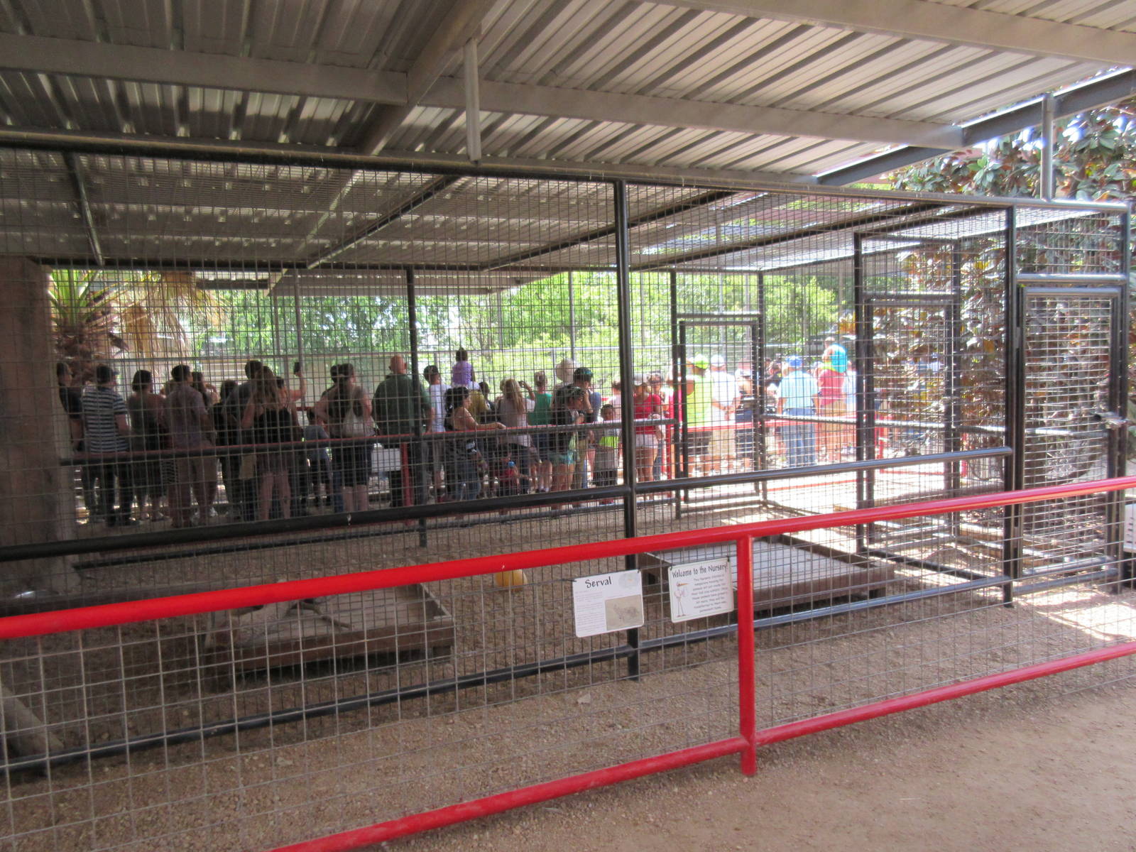 Serval Exhibit (and gator show in background)