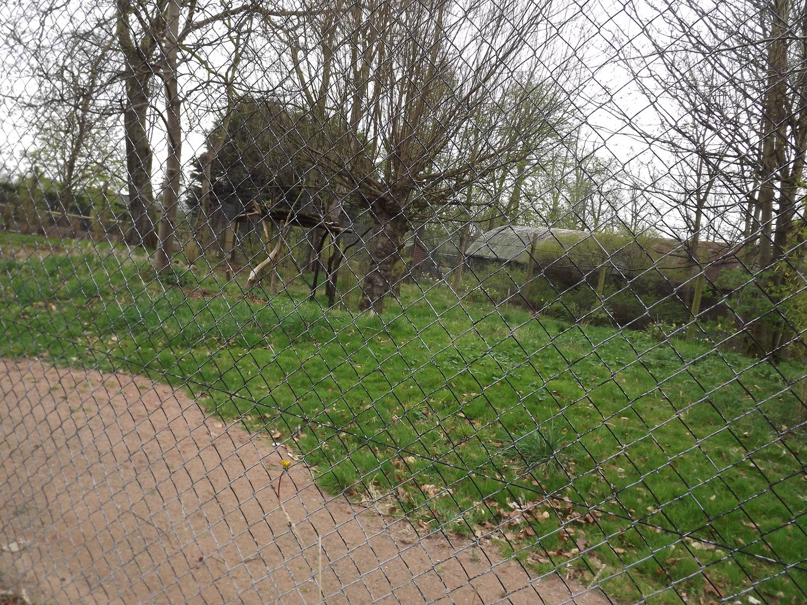 Serval exhibit at Chester Zoo 31/03/12