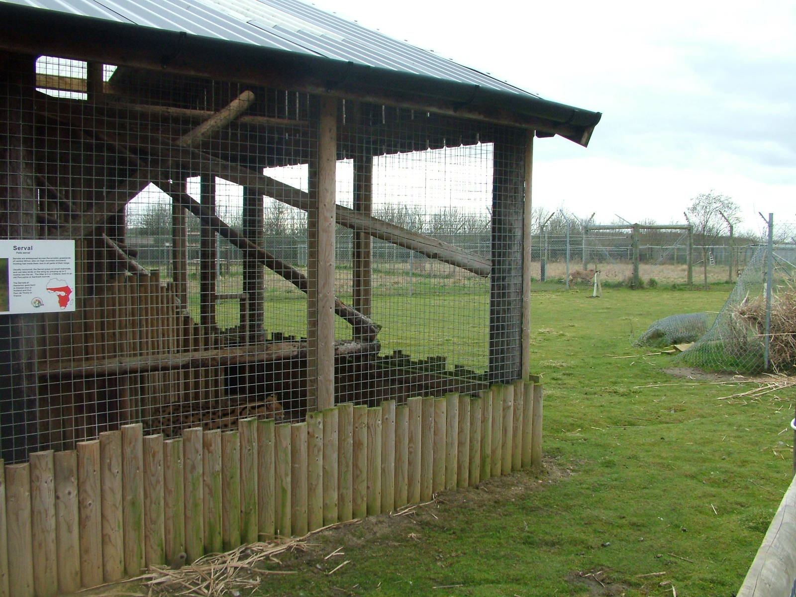 Serval exhibit at Hamerton 05/04/10