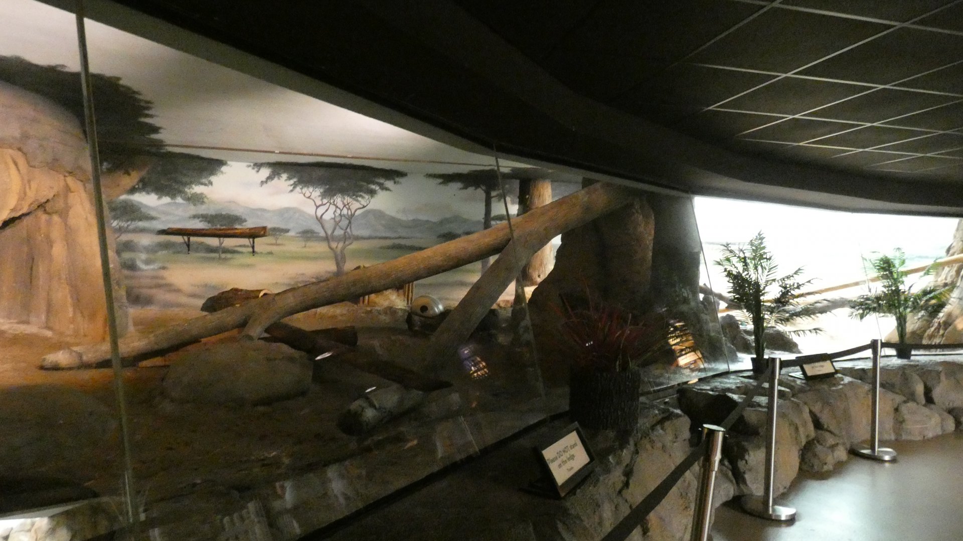 Serval Exhibit, Big Cat Country - Aug. 2021