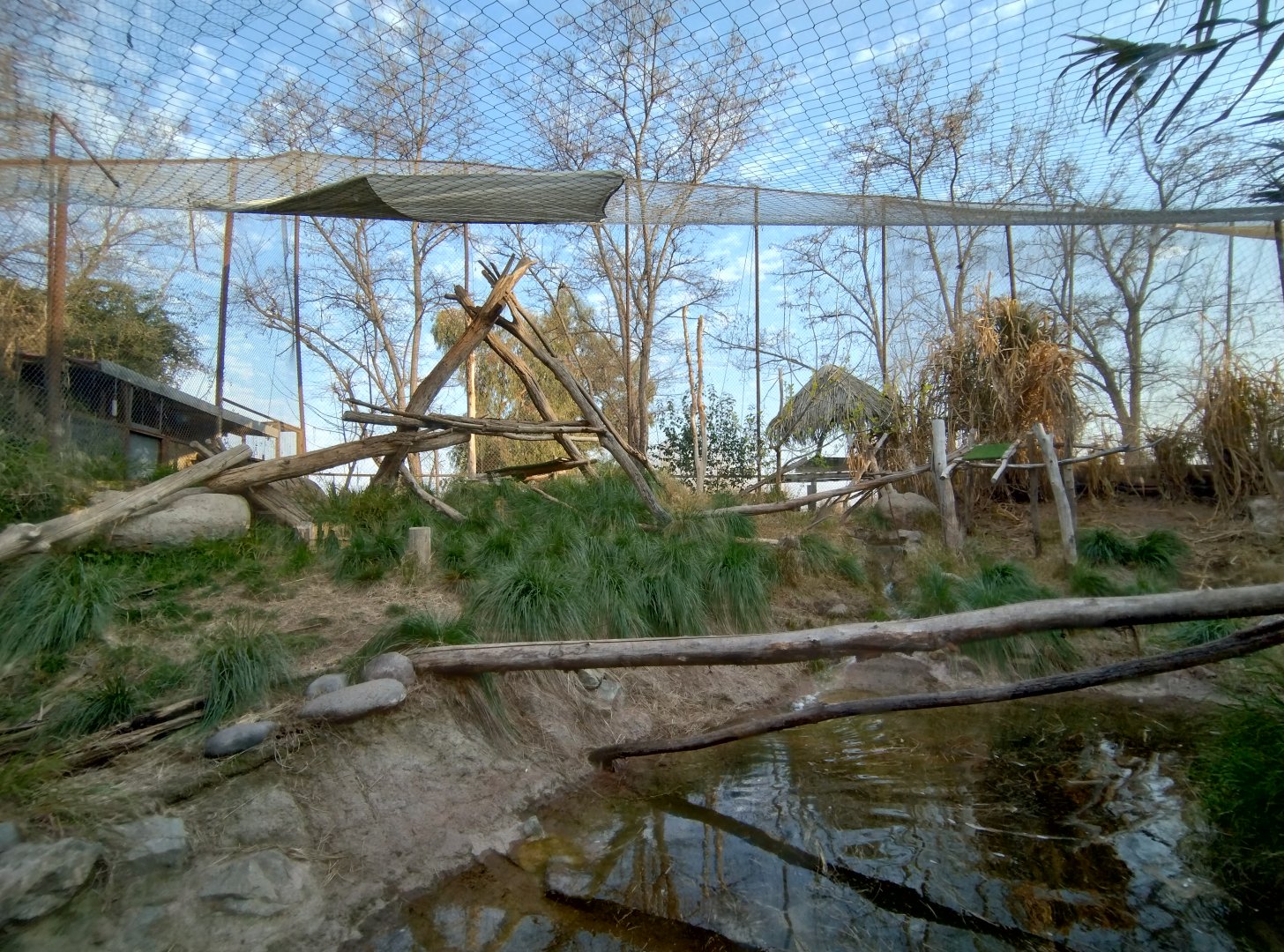 Serval exhibit - Buin zoo