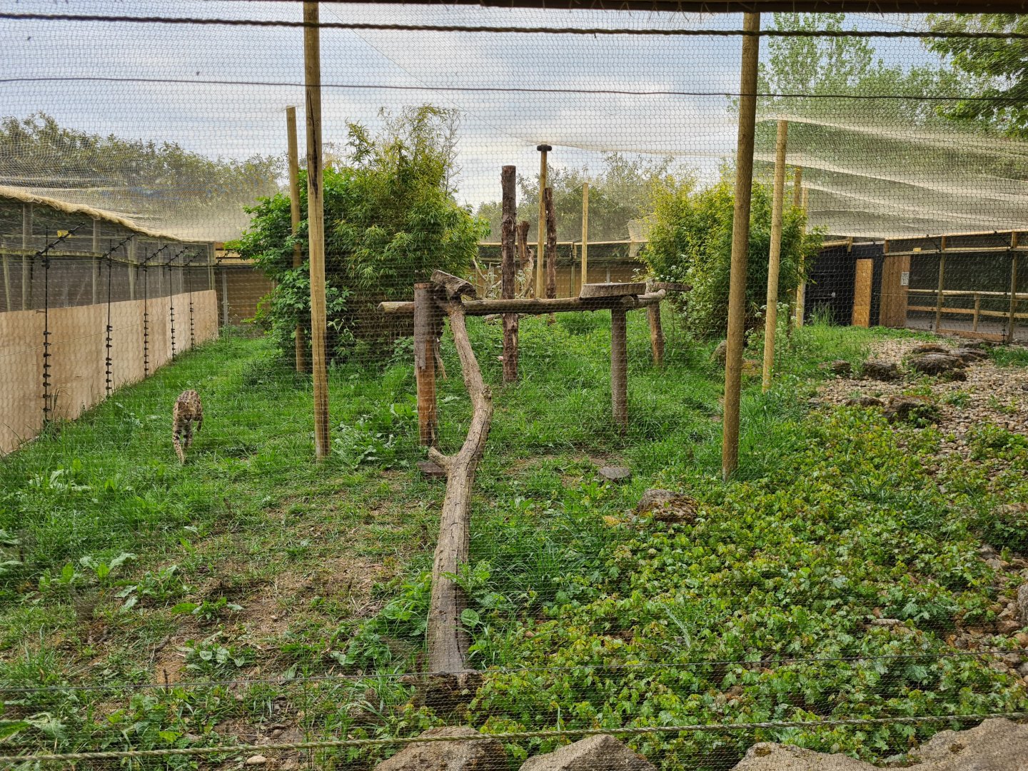 Serval exhibit, Call of the Wild