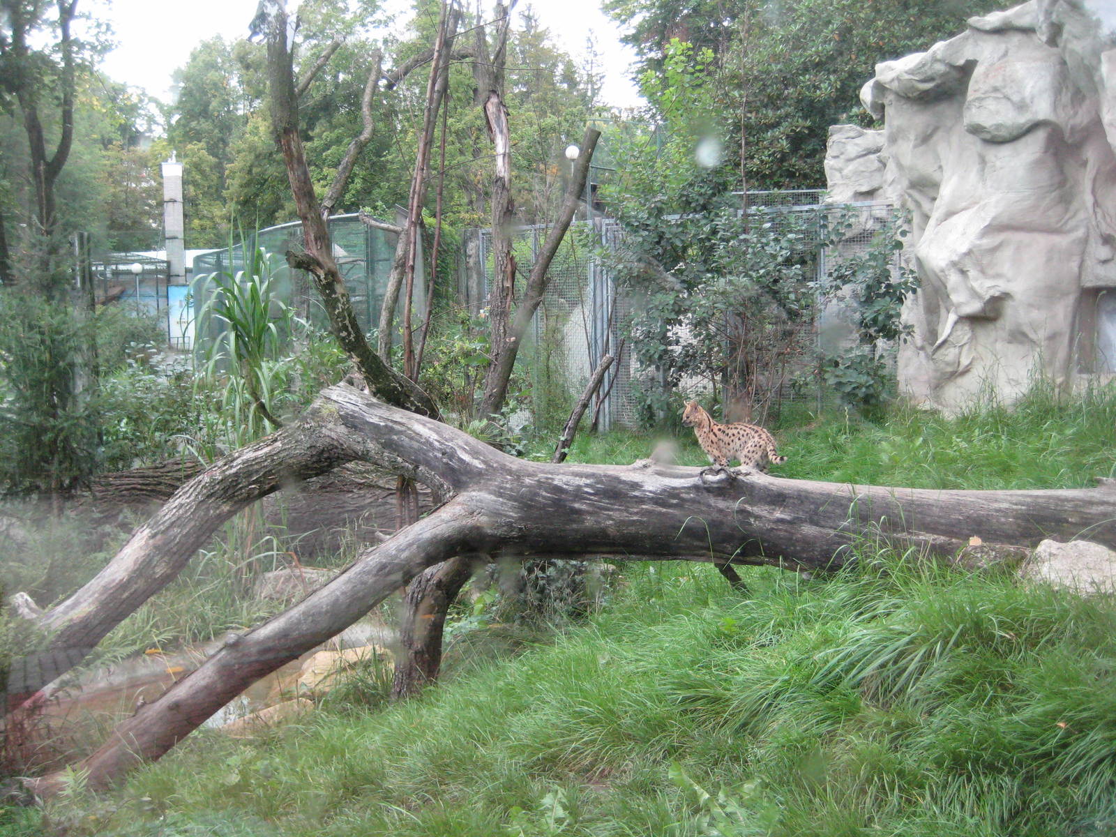 Serval exhibit detail